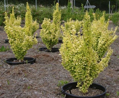 Berberis Thunbergii Golden Rocket Dracil Columnar Galben De