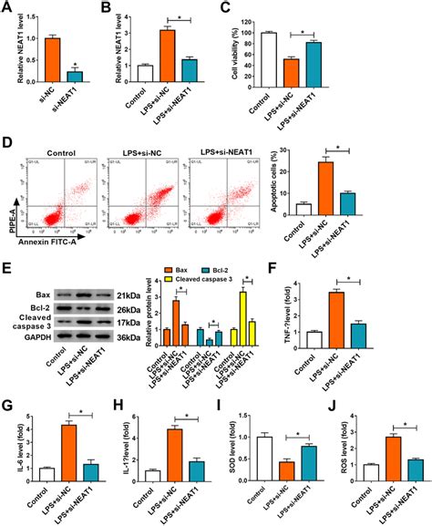 Neat Knockdown Alleviated Lps Induced Hk Cell Injuries A The