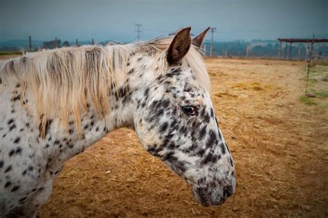 15 Spotted Horse Breeds You Should Know - Seriously Equestrian