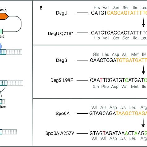 A Schematic Overview Of Crispr Cas Mediated Targeted Point