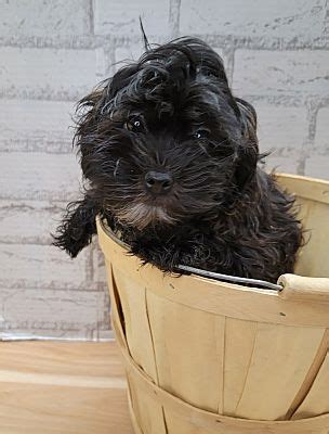 Sedalia CO Shih Tzu Poodle Miniature Meet Fendi A Pet For