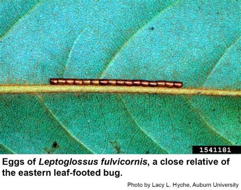 Eastern Leaf-footed Bug | NC State Extension Publications