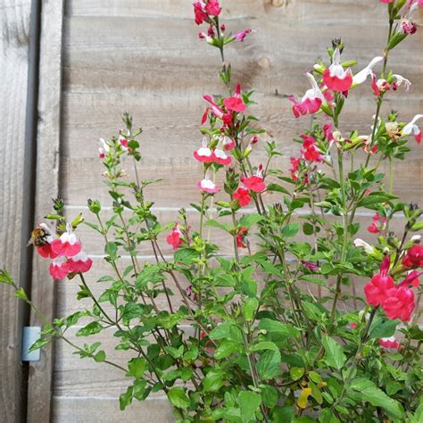 Salvia Microphylla Hot Lips Propagation Lipstutorial Org