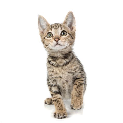 Savannah Kitten | Rasstandaard Savannah | Hogere Percentages Fokken