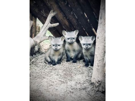 3 Bat-Eared Foxes Born At San Diego Zoo Safari Park | San Diego, CA Patch