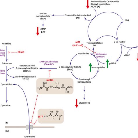 Effects Of Metformin In The Folate Cycle And Its Relationship With The