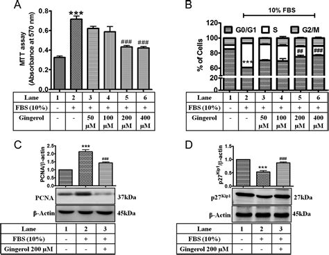 Gingerol Inhibits Serum Induced Vascular Smooth Muscle Cell