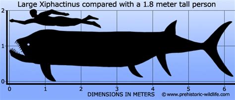 Xiphactinus