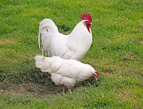 hy line chickens 7