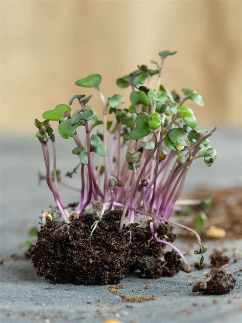 Urban Sprout Micro Green Food and Product Photography — Nick Bumgardner