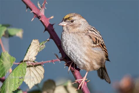 Red Capped Sparrow