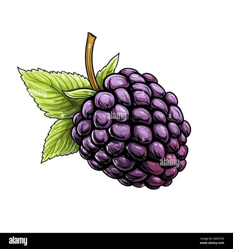 Blackberry Hand Drawn Comic Illustration Blackberry Vector Doodle