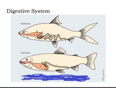 fish diagestive Diagram | Quizlet