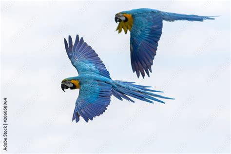 Tropical birds in flight. Blue and yellow Macaw parrots flying. Stock Photo | Adobe Stock