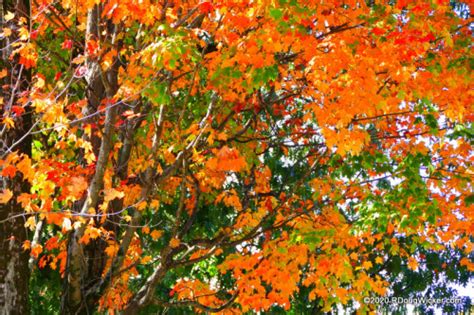 Fall Foliage Cruise — The Fall Colors of Bar Harbor | R. Doug Wicker ...