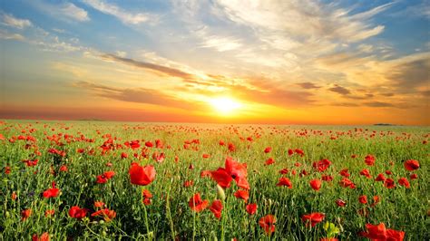 Sky Field Landscape Nature Clouds Sun Flowers Poppies