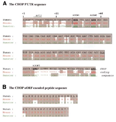 Chop Utr Contains A Conserved Uorf Sequence Alignment Of The Utr