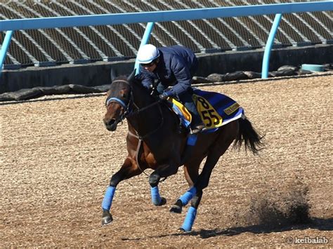 ショウナンマグマ Shonan Magma 競走馬データベース 競馬ラボ