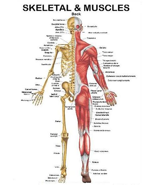 Buy YNB Human Skeleton & Muscle Anatomy s Half Skeletal Half Muscle ...