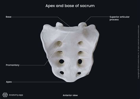 Sacrum Encyclopedia Anatomyapp Learn Anatomy 3d Models