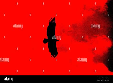 Flying Bird Painting Hi Res Stock Photography And Images Alamy