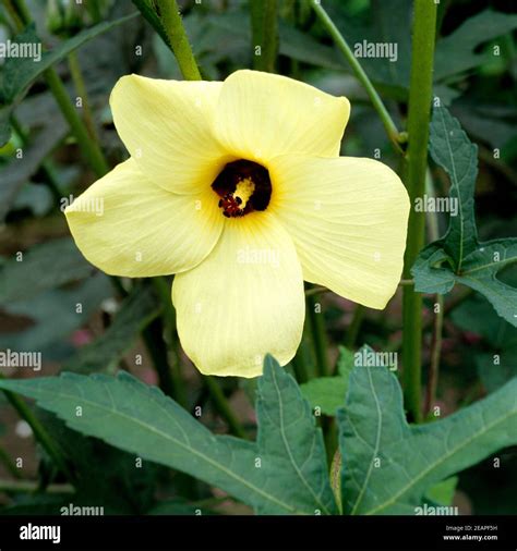 Okra Abelmoschus Esculentus Fotografías E Imágenes De Alta Resolución