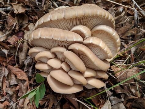 Pleurotus Pulmonarius Oyster Mushroom Cottonwood Oyster