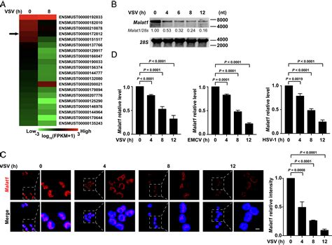 Lncrna Malat Inhibition Of Tdp Cleavage Suppresses Irf Initiated