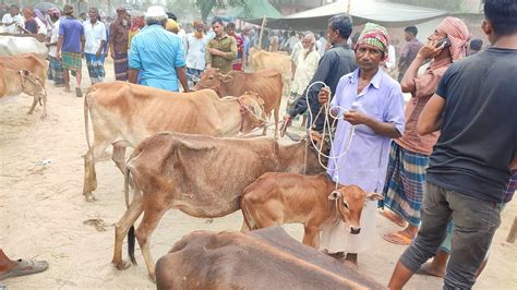 আজ ৭ জুন ২৩ কমদামের মধ্যে মাত্র ৪২ হাজার থেকে বাছুরসহ গাভী গরুর দাম