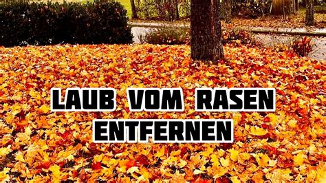 Laub Vom Rasen Entfernen Bl Tter Entfernen Ja Nein Herbstlaub