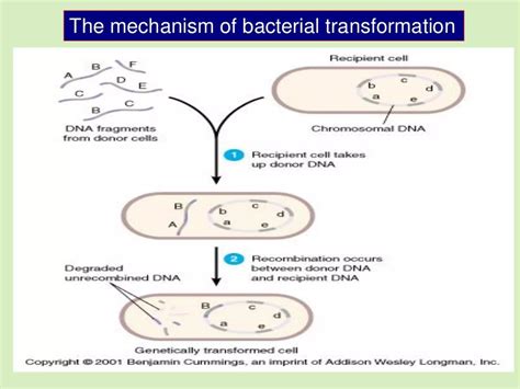 Generalized Specialized Transduction Transformation And Conjugation