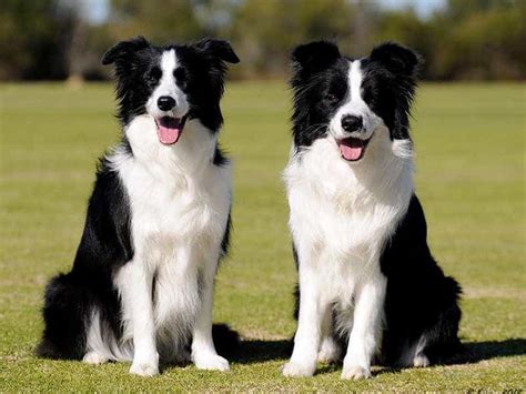 Border Collie Gi Ng Ch Th Ng Minh Xinh P S Th Gi I