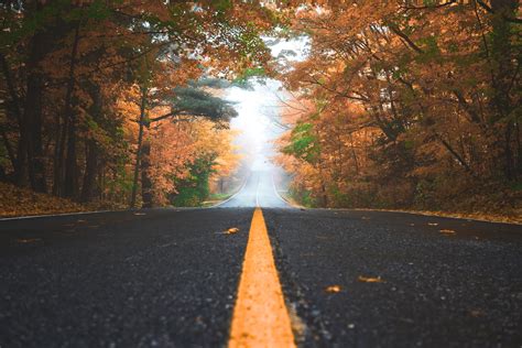 Fotos gratis árbol naturaleza bosque niebla la carretera calle