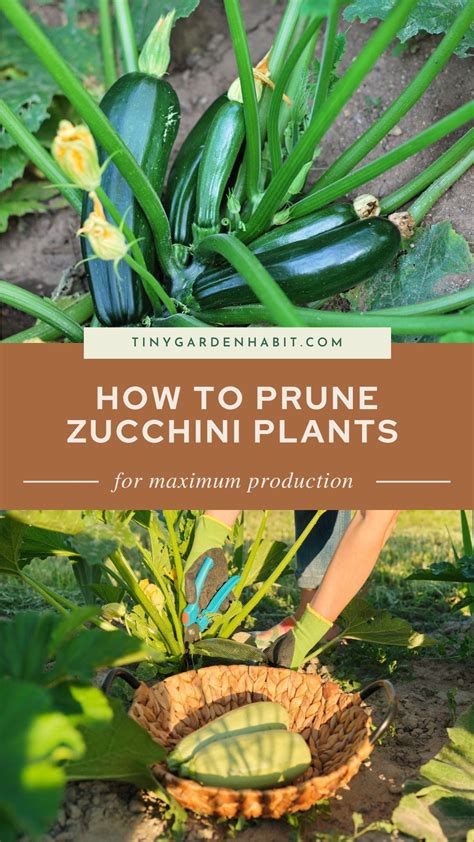 How To Prune Zucchini Plants Like A Pro Zucchini Plants Fall Garden Vegetables Vegetable