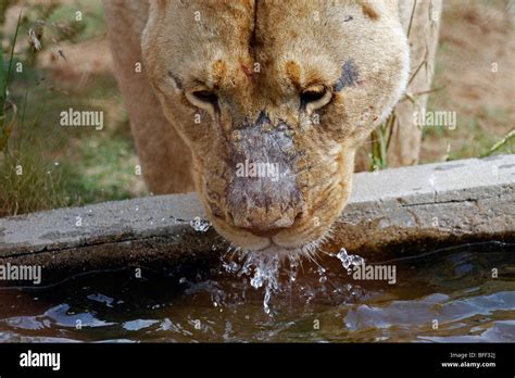 Lioness Drinking Water Pantera Leo Stock Photo Alamy