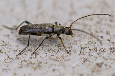 Grammoptera Ruficornis Mattschwarzer Bl Tenbock Grammopte Flickr