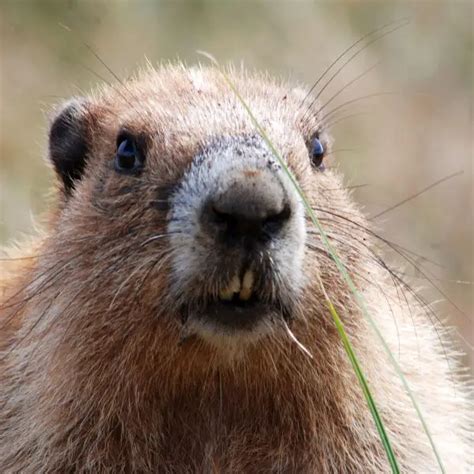 Olympic Marmot - Facts, Diet, Habitat & Pictures on Animalia.bio