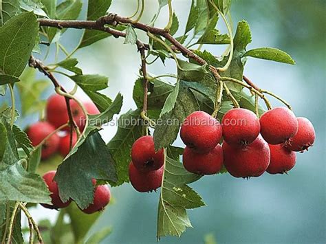 Crataegus Pinnatifida Fruit Seedling - Buy Crataegus Pinnatifida Fruit Seedling,Crataegus ...