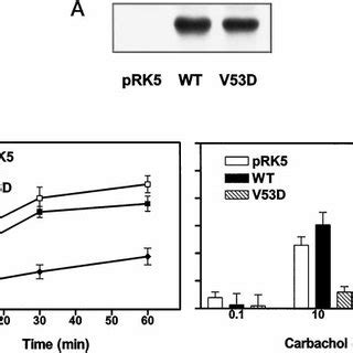 Overexpression Of Arrestin 1 Wild Type And V53D Mutant In HEK 293