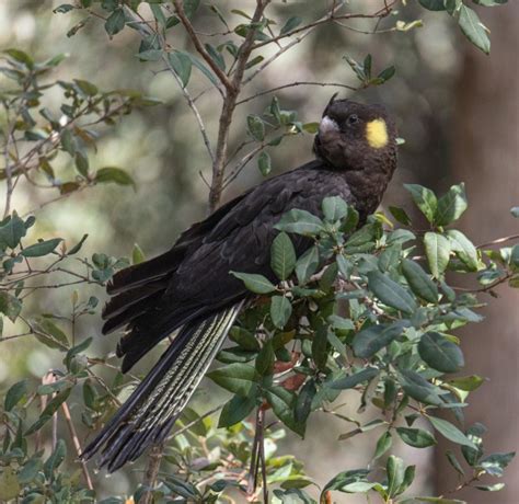 Yellow-Tailed black cockatoo - Australian Photography