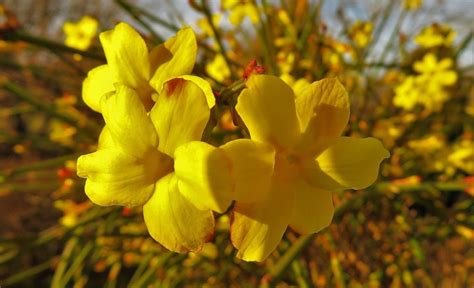 Winter Jasmine Bonsai Tree Care Guide (Jasminum nudiflorum) - Bonsai ...