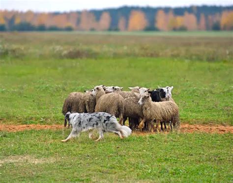 What Is Herding Behavior In Dogs? [2022 Edition]