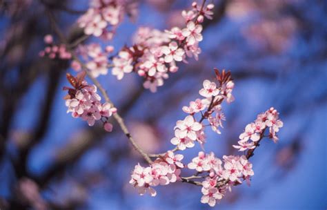 Why Not to Plant a Purple Leaf Plum - Northeast Horticultural Services