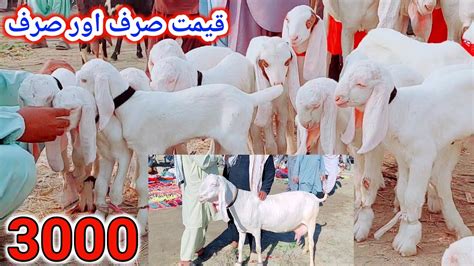 Dera Bakra Mandi Bakray Ka Rate Rajanpuri Gulabi Bakriyan 2023