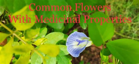 9 Common Indian Flowers With Medicinal Properties Hubpages