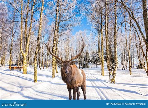 Reindeer In The Snow Covered Aspen Grove Stock Image Image Of Shadows