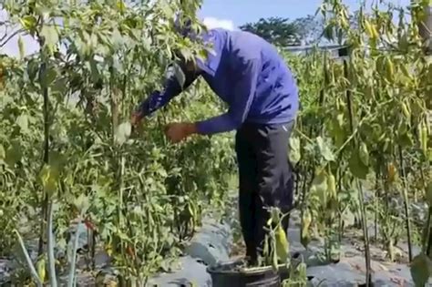 Akibat Cuaca Ekstrem Petani Cabai Lereng Merapi Gagal Panen Saat Harga