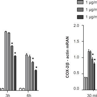 Effect Of OMT On LPS Induced Production Of PGE2 And Expression Of COX 2