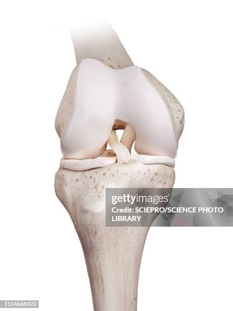 5,234 Ligament Anatomy Stock Photos, High-Res Pictures, and Images ...