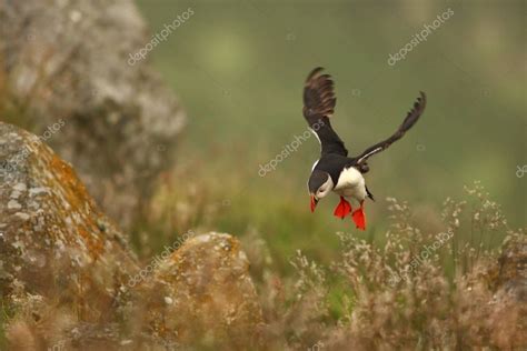 Puffin Los Frailecillos Son Una De Las Tres Especies Peque As De